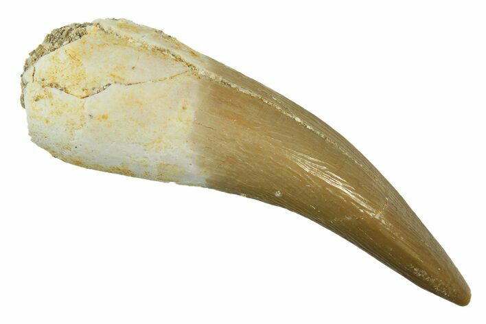 Fossil Plesiosaur (Zarafasaura) Tooth - Morocco #297992